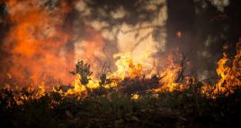 DéFI Gembloux dépose au Conseil communal une motion visant à soutenir les actions destinées à la protection de la forêt amazonienne